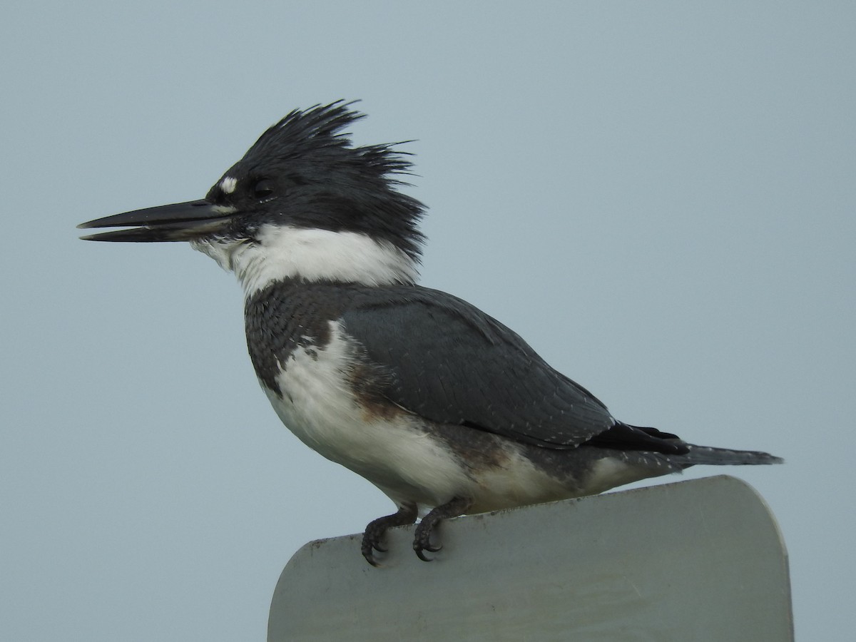 Belted Kingfisher - ML66208451