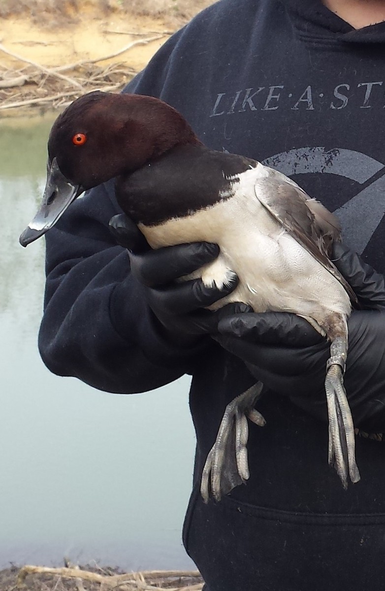Canvasback x Ring-necked Duck (hybrid) - Andy Gilbert