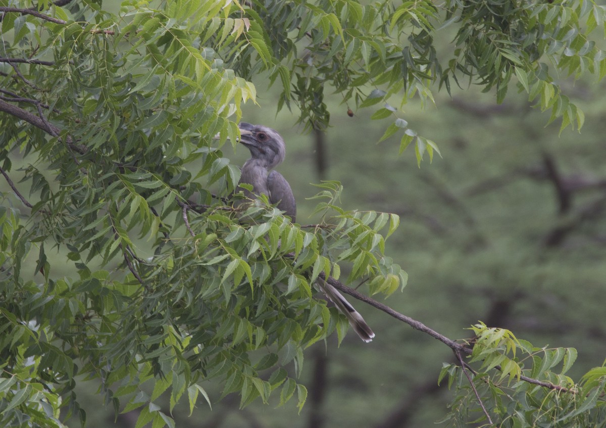 Indian Gray Hornbill - Aravind Amirtharaj