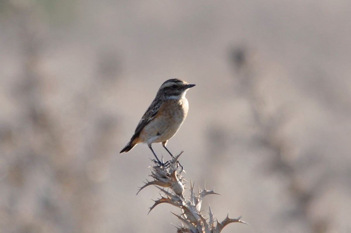 Whinchat - ML66209041