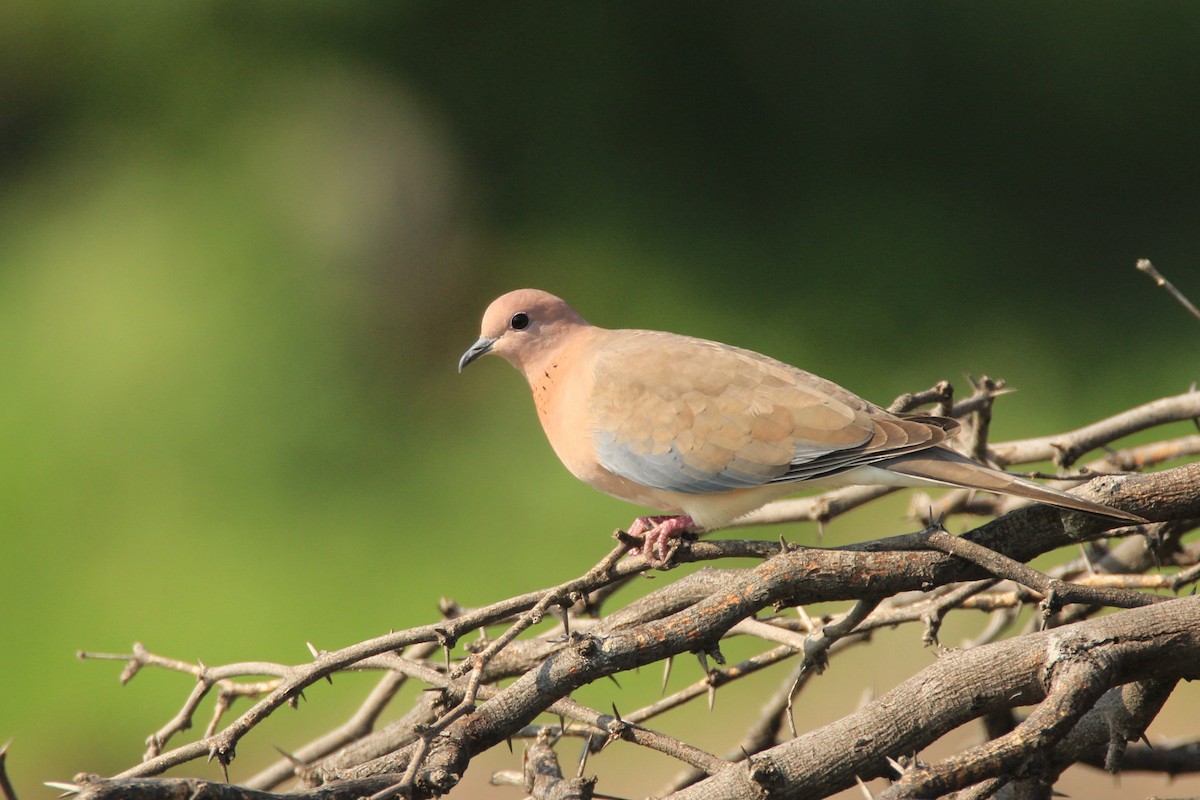 Laughing Dove - ML66209401