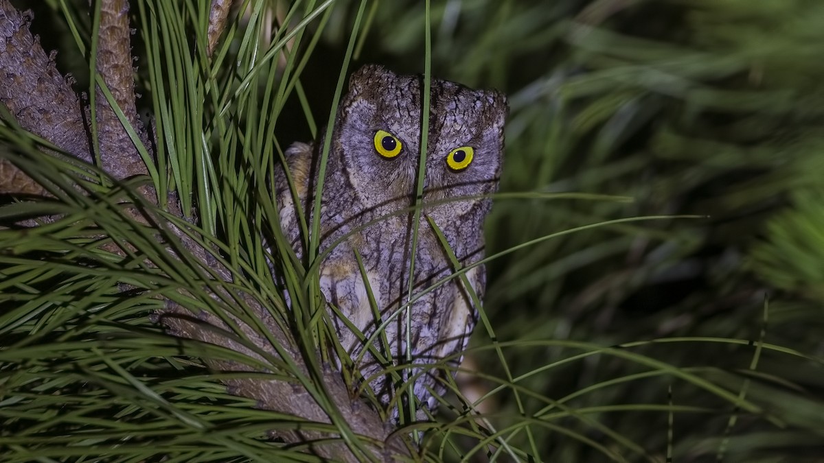 Eurasian Scops-Owl - H. Çağlar Güngör