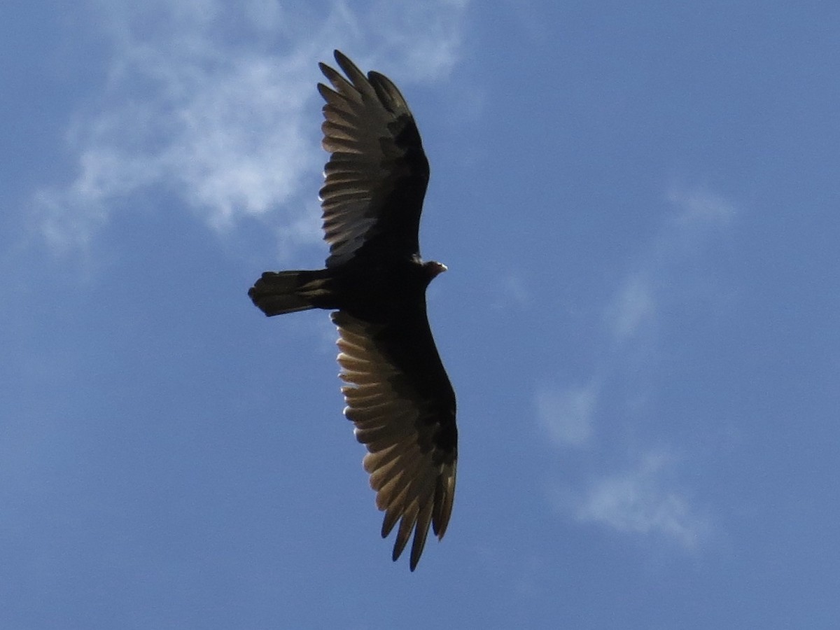 Turkey Vulture - ML66211921