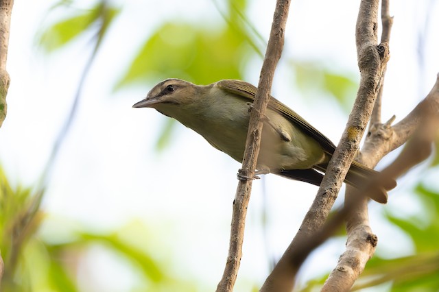 Black-whiskered Vireo