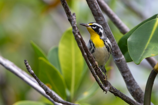 Yellow-throated Warbler