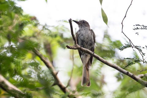La Sagra's Flycatcher