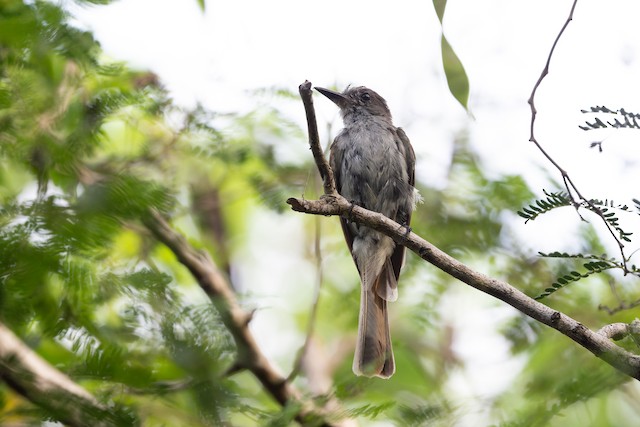 La Sagra's Flycatcher