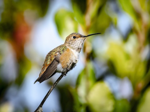 Allen's Hummingbird - James Kendall