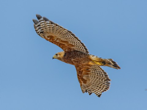 Red-shouldered Hawk - James Kendall
