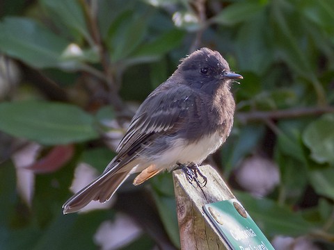 Black Phoebe - James Kendall