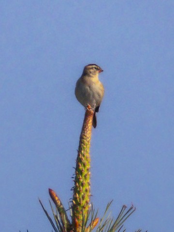 Pin-tailed Whydah - James Kendall