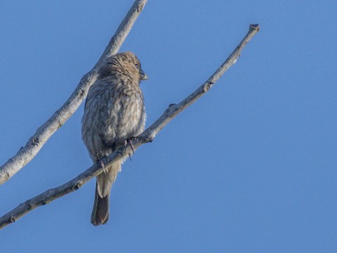 House Finch - James Kendall