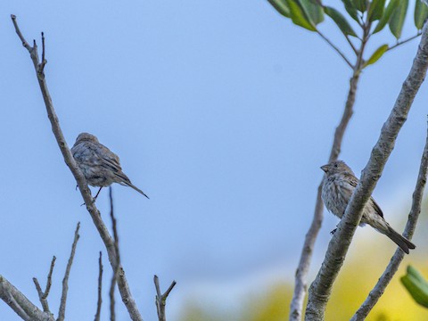 House Finch - James Kendall