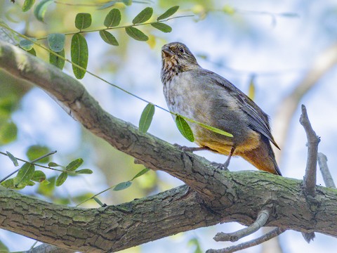 California Towhee - James Kendall