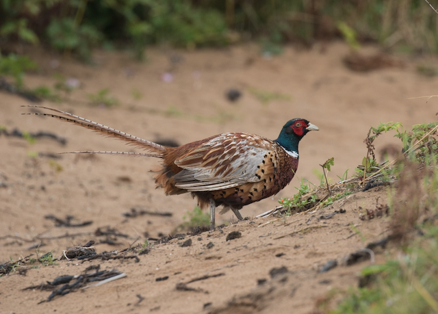 Bazant Ebird