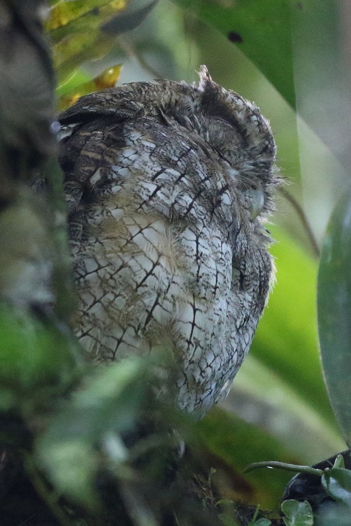 Tropical Screech-Owl - William Hull