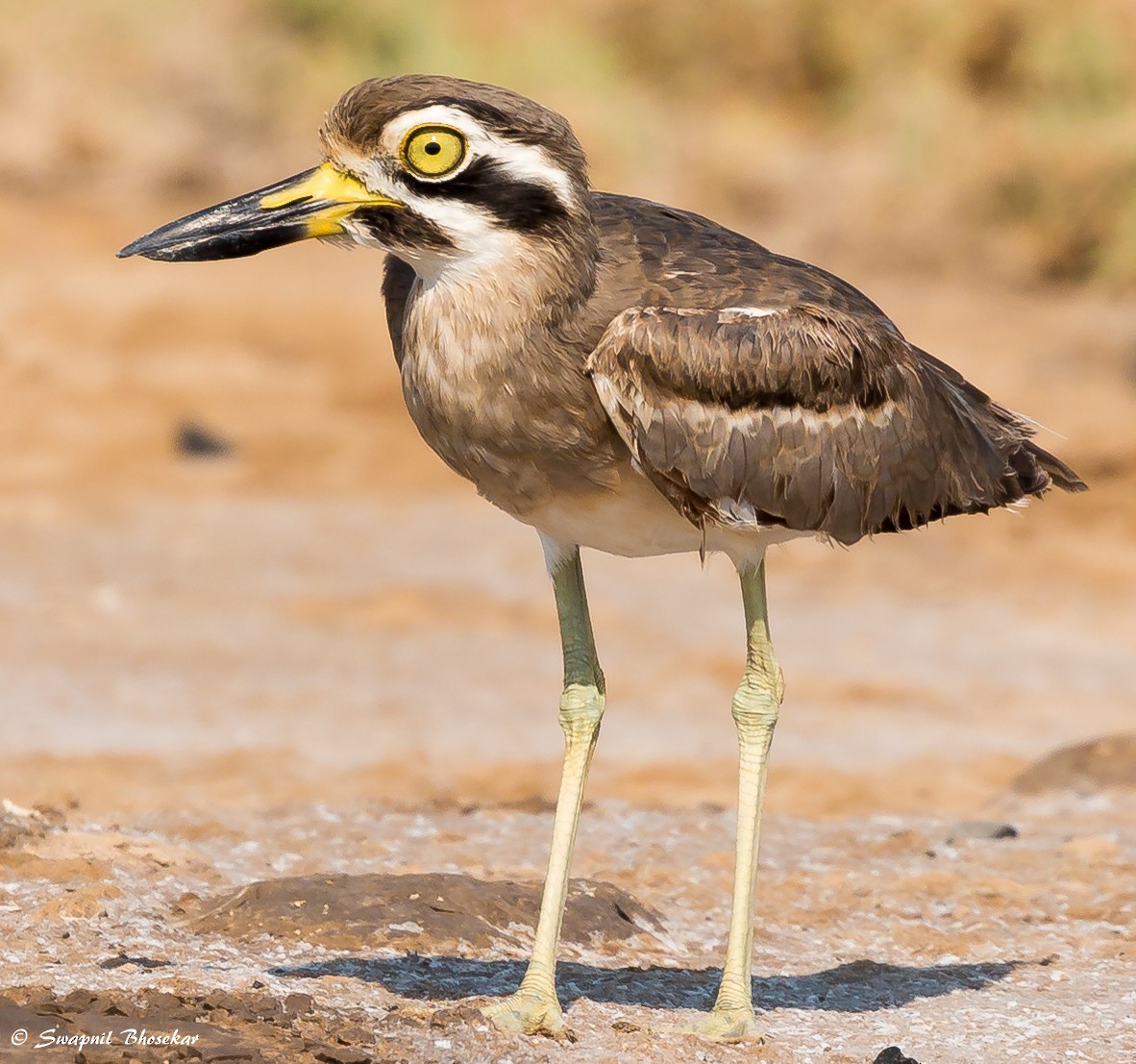 Great Thick-knee - ML66221031