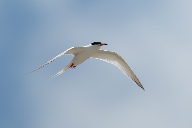 Roseate Tern