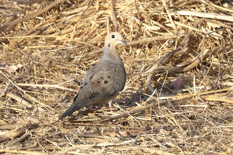 Mourning Dove - Brian Bleecker