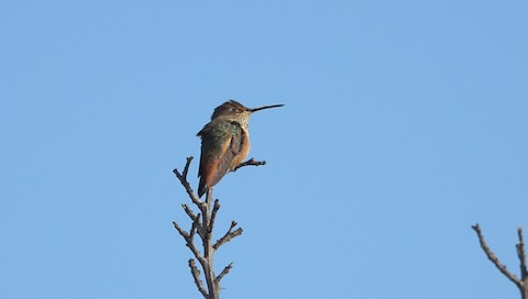 Allen's Hummingbird - Brian Bleecker
