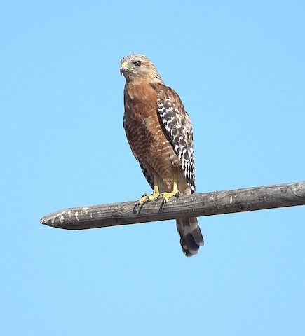 Red-shouldered Hawk - Brian Bleecker