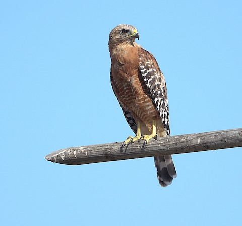 Red-shouldered Hawk - Brian Bleecker