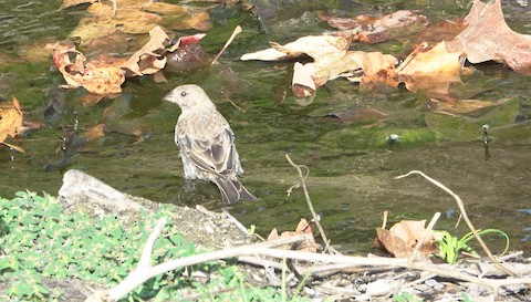 House Finch - Brian Bleecker