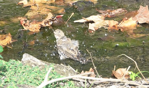 House Finch - Brian Bleecker