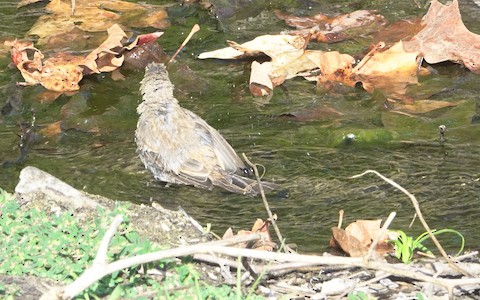 House Finch - Brian Bleecker