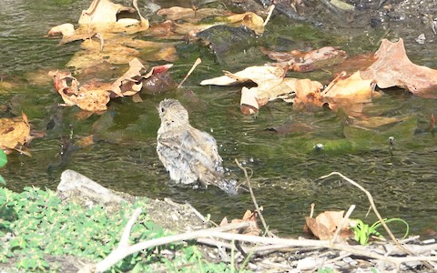 House Finch - Brian Bleecker