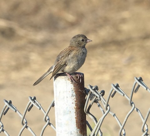 Dark-eyed Junco - Brian Bleecker