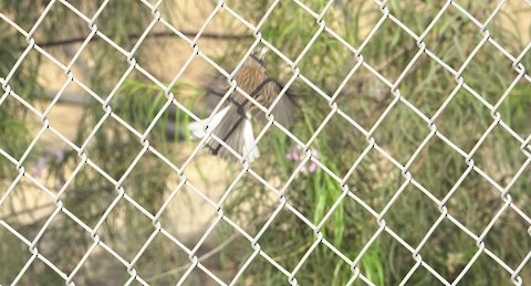 Dark-eyed Junco - Brian Bleecker