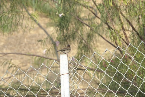 Dark-eyed Junco - Brian Bleecker