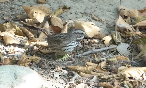 Song Sparrow - Brian Bleecker