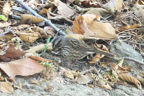Song Sparrow - Brian Bleecker