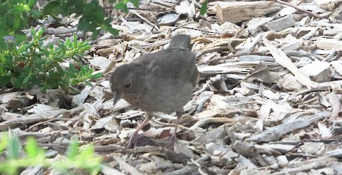 California Towhee - Brian Bleecker