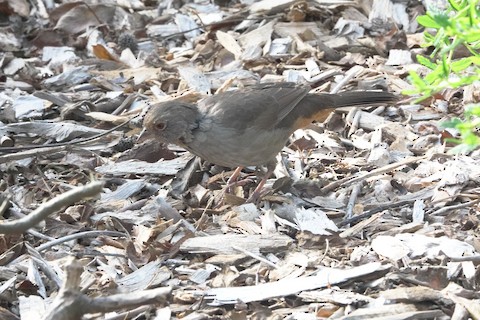 California Towhee - Brian Bleecker