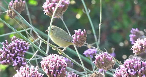 Orange-crowned Warbler - Brian Bleecker