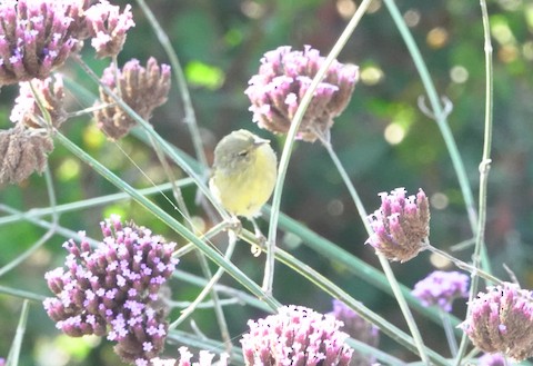 Orange-crowned Warbler - Brian Bleecker