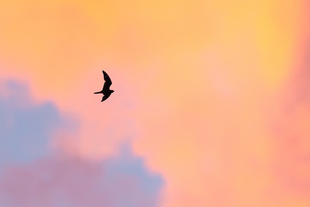 Antillean Nighthawk
