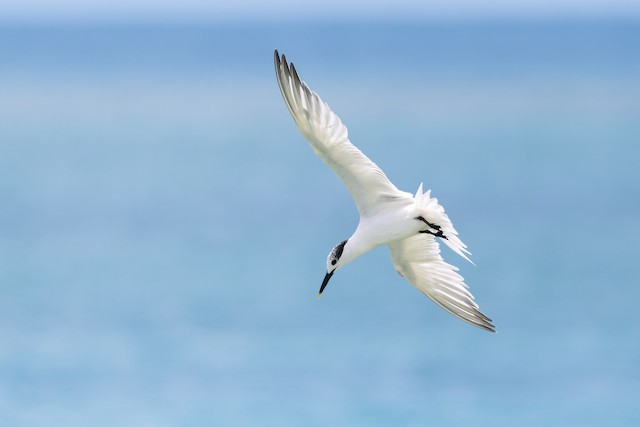 Sandwich Tern