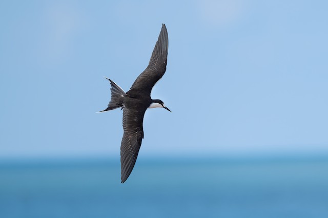 Sooty Tern