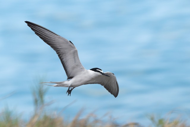 Bridled Tern