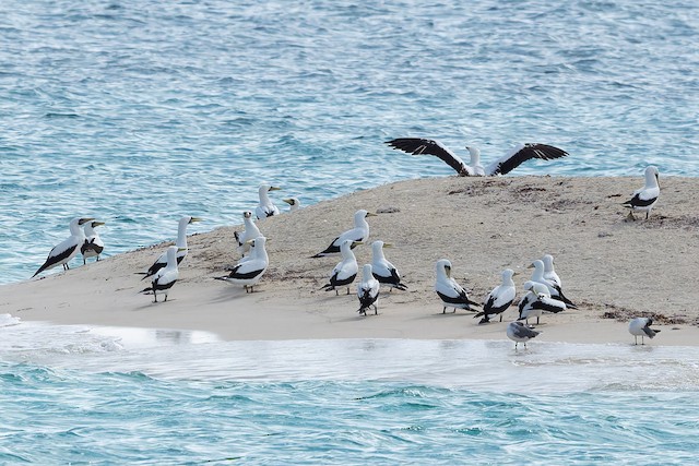Masked Booby