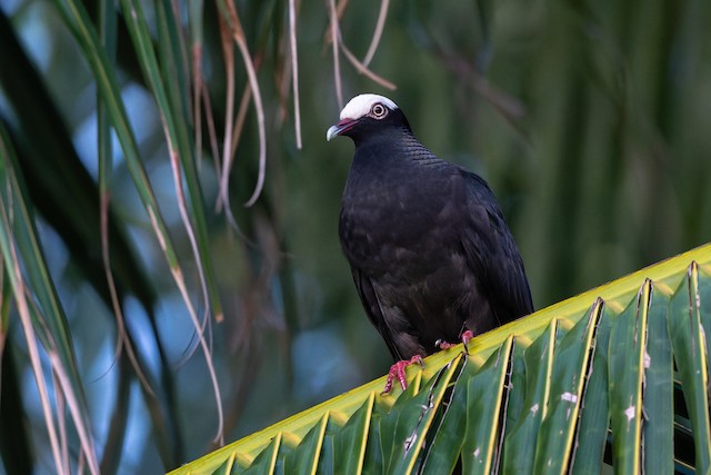 White-crowned Pigeon