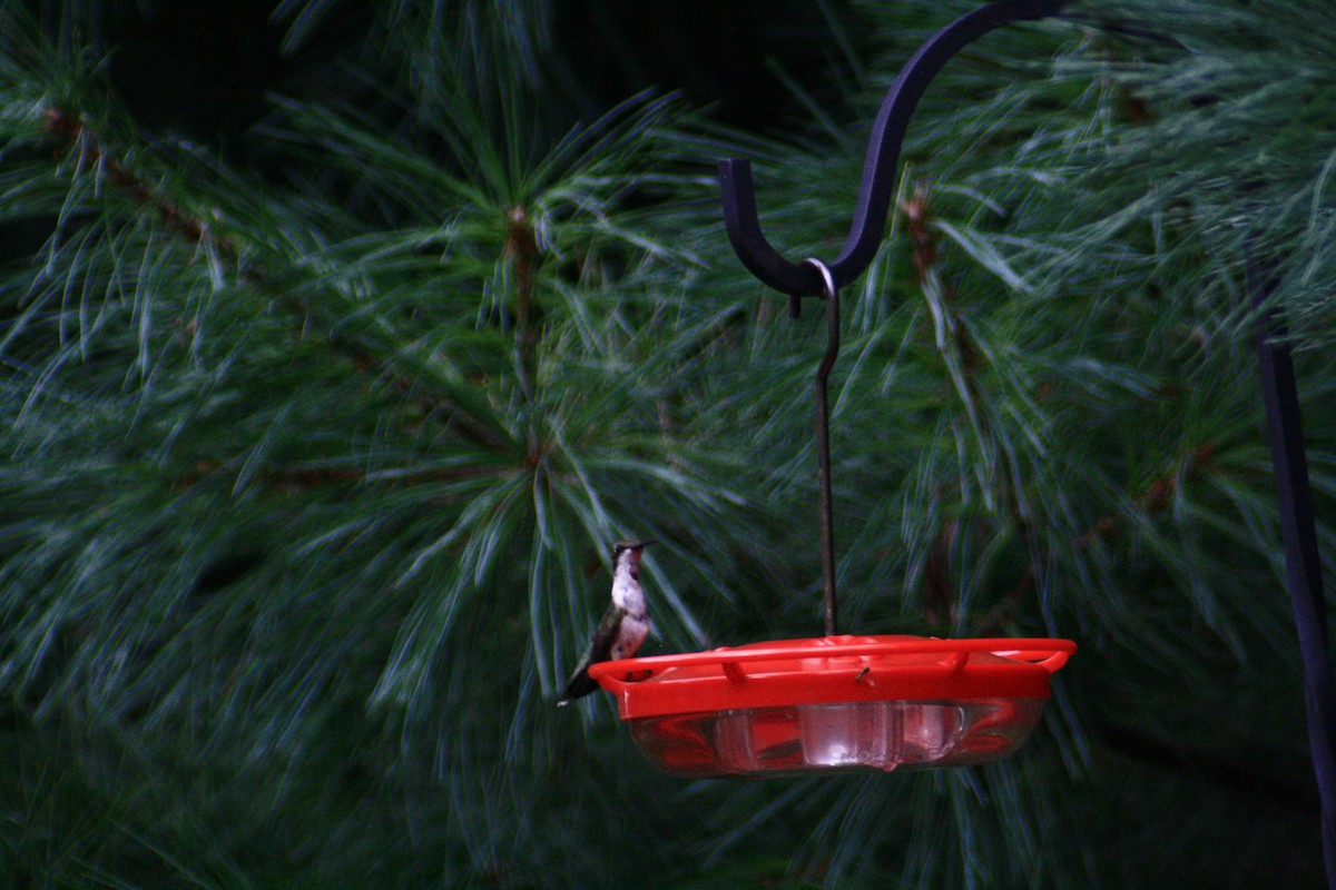 Ruby-throated Hummingbird - ML66227581