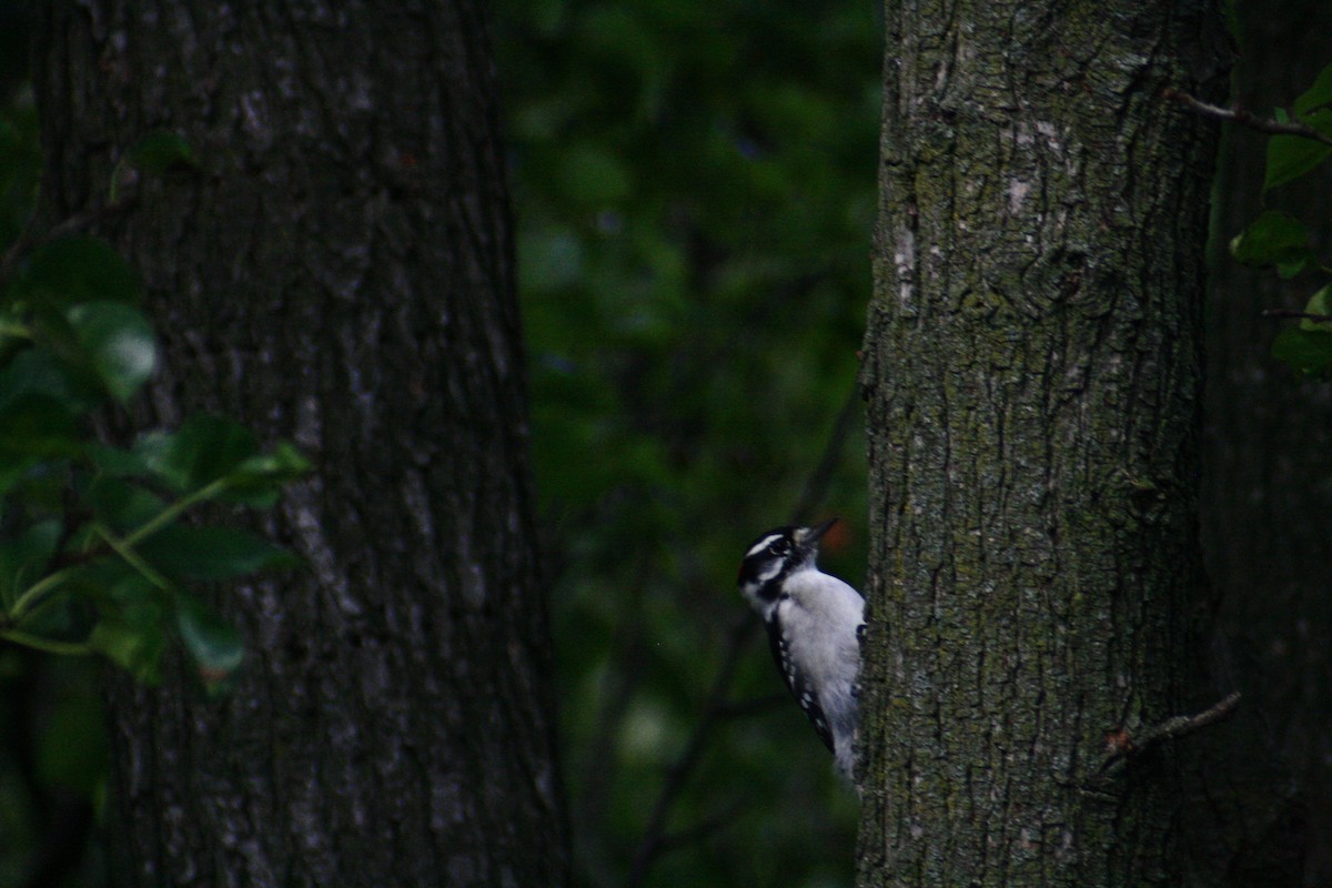 Downy Woodpecker - ML66228001