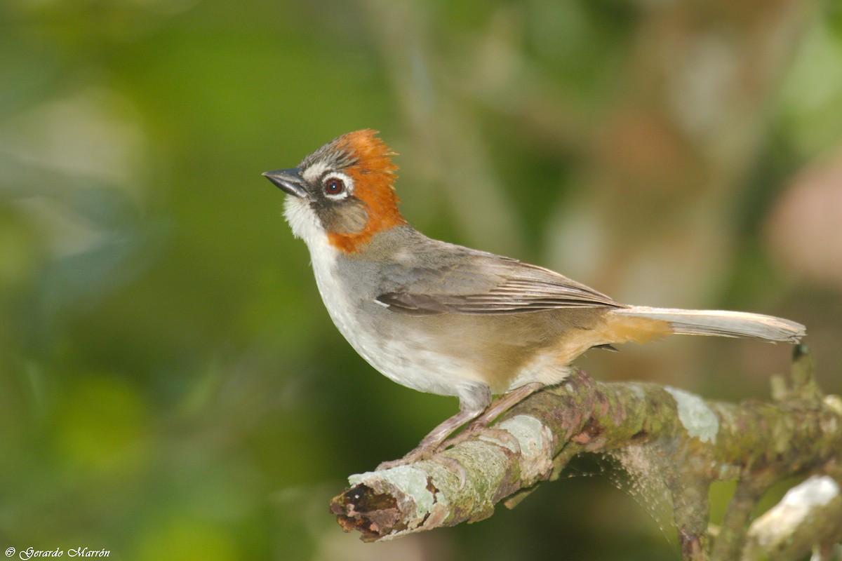 Rusty-crowned Ground-Sparrow - Gerardo Marrón