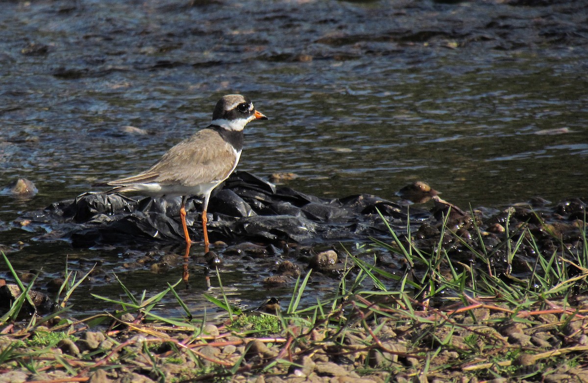 Common Ringed Plover - ML66228281