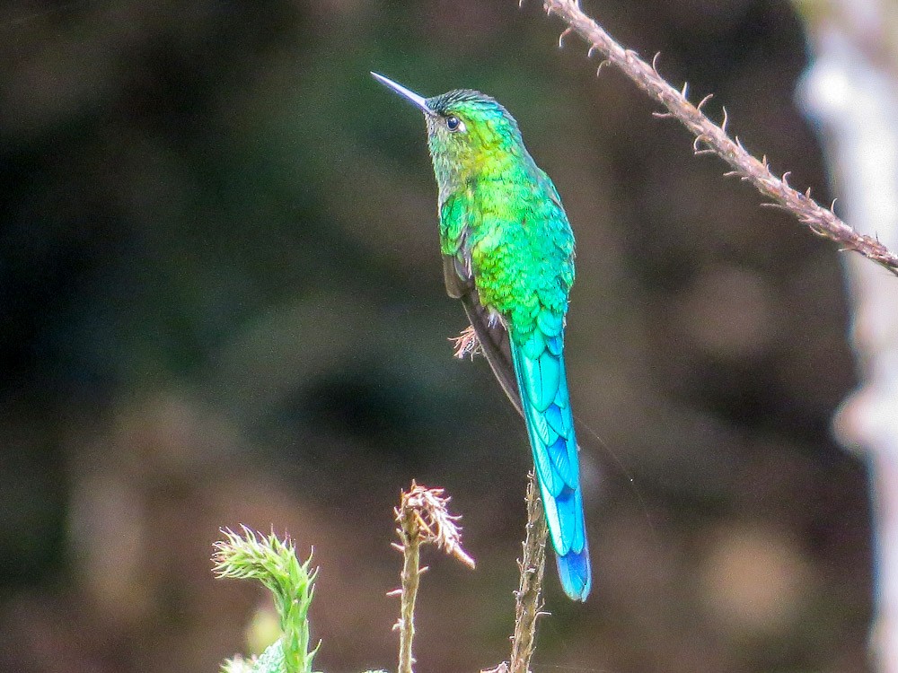 Long-tailed Sylph - Teresa Connell